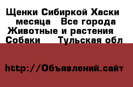 Щенки Сибиркой Хаски 2 месяца - Все города Животные и растения » Собаки   . Тульская обл.